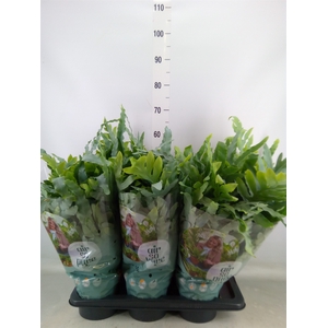 Phlebodium aureum 'Blue Star'