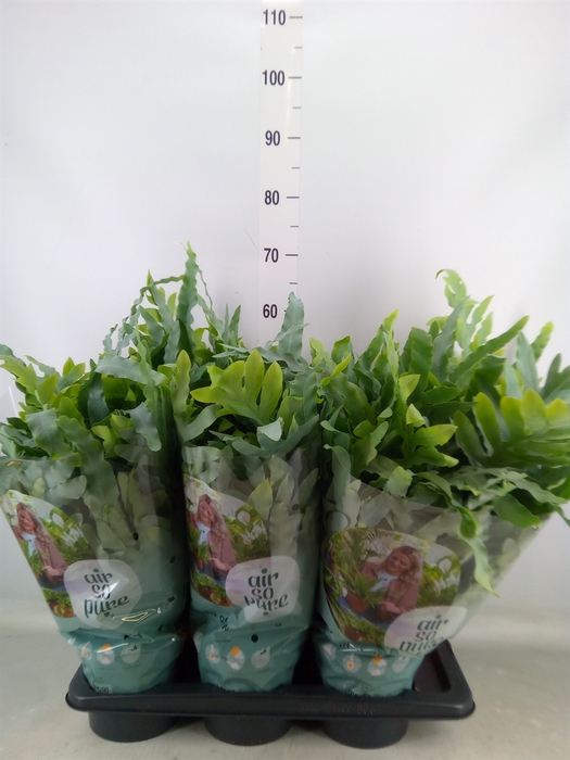 <h4>Phlebodium aureum 'Blue Star'</h4>