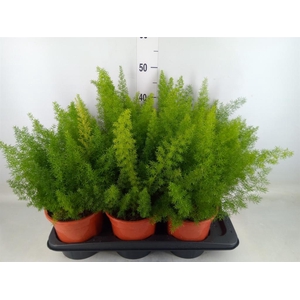 Asparagus dens. 'Meyers'