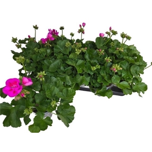 PEL CALLIOP LAV SPLA