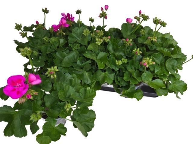 <h4>Pel Calliop Lav Spla</h4>