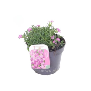 Saponaria 'Bressingham'