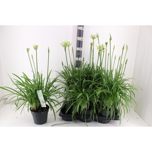 AGAPA SUMMER LOVE WH