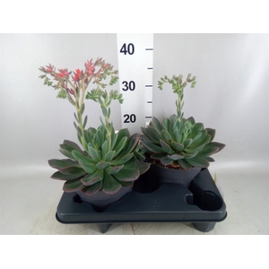 Echeveria  'Blue Prince'