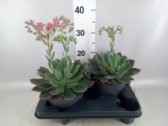 <h4>Echeveria  'Blue Prince'</h4>