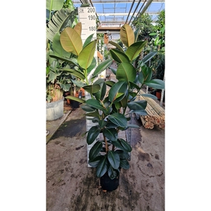 ficus robusta 2 toef 170