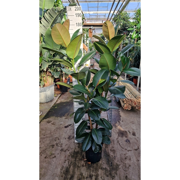 <h4>ficus robusta 2 toef 170</h4>