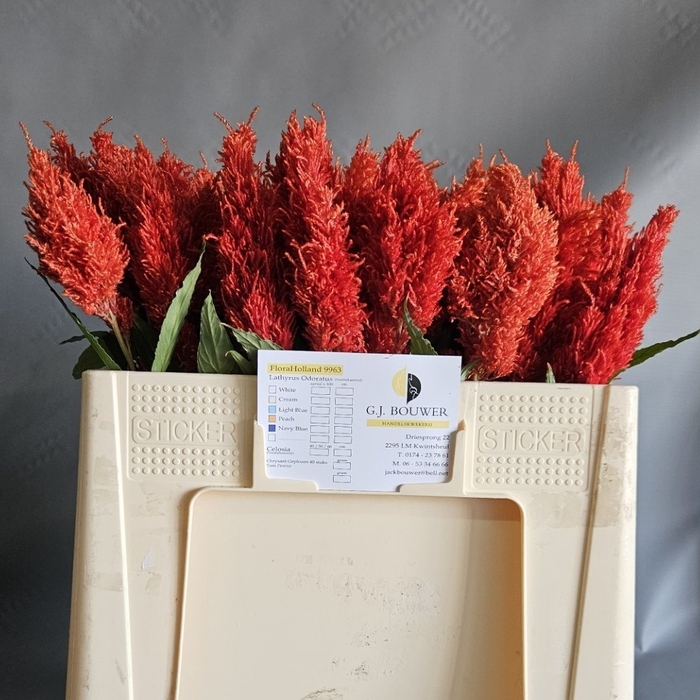 <h4>CEL P KIM ORANJE</h4>