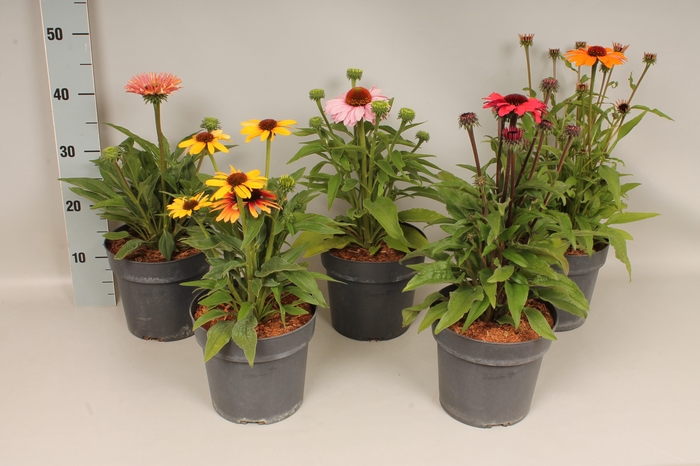 <h4>vaste planten 19 cm Echinacea Divers</h4>