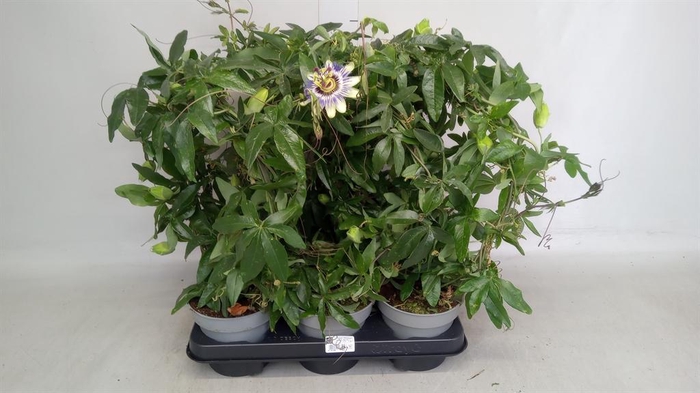 <h4>Passiflora caerul.</h4>