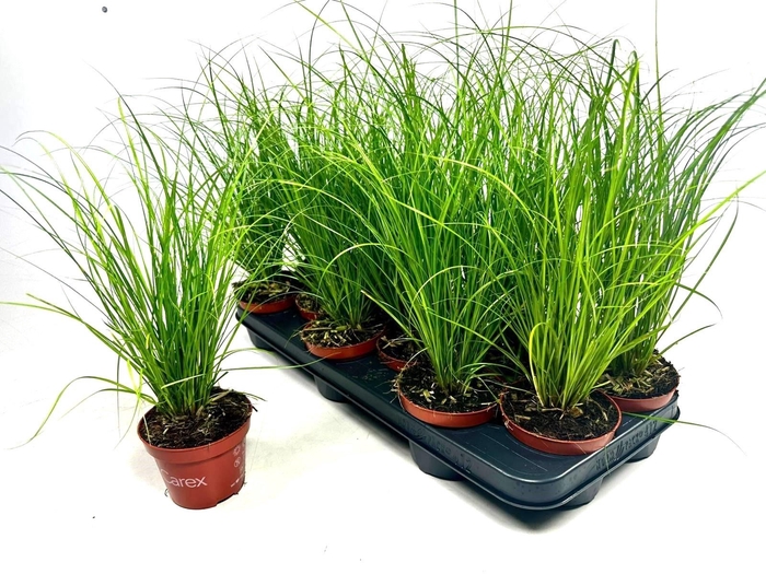 <h4>CARE CG PHOENIX GR</h4>