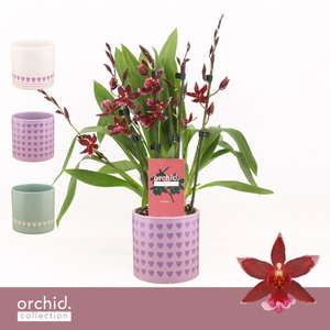 Barrocco Red, 5/6-spike Compact in Horizon Love 'Orchid Collection'