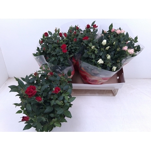 arr8 Ro Fav Ro Gem 3 Srt