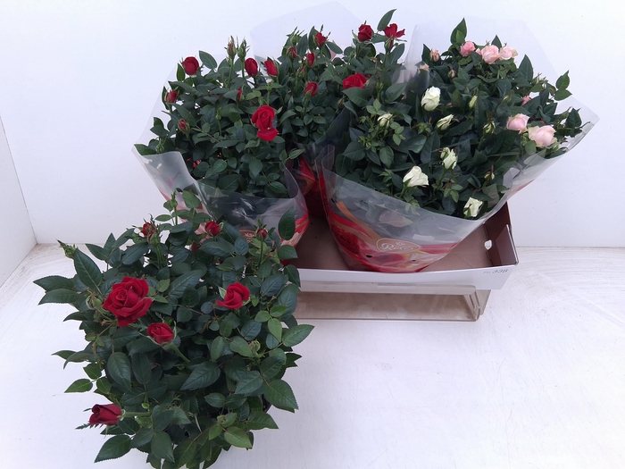 <h4>arr8 Ro Fav Ro Gem 3 Srt</h4>