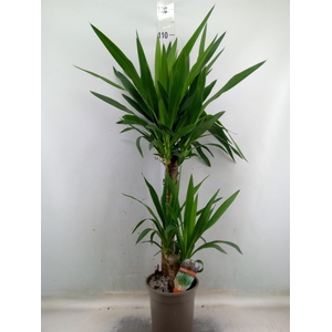 Yucca