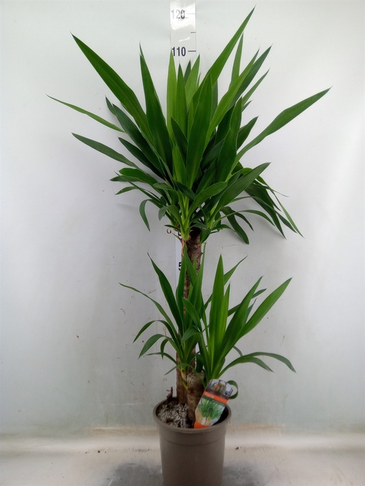 <h4>Yucca</h4>