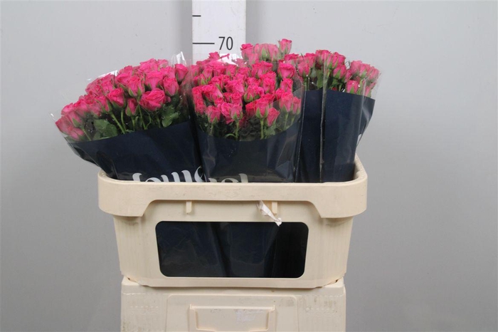 <h4>R Tr Pink Yo-yo</h4>