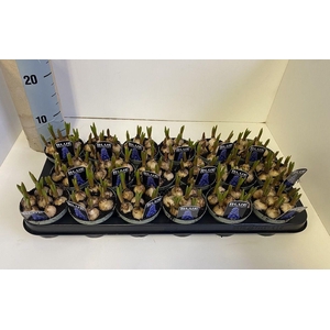 Muscari 'Big Smile' blauw, sur p touch of spring