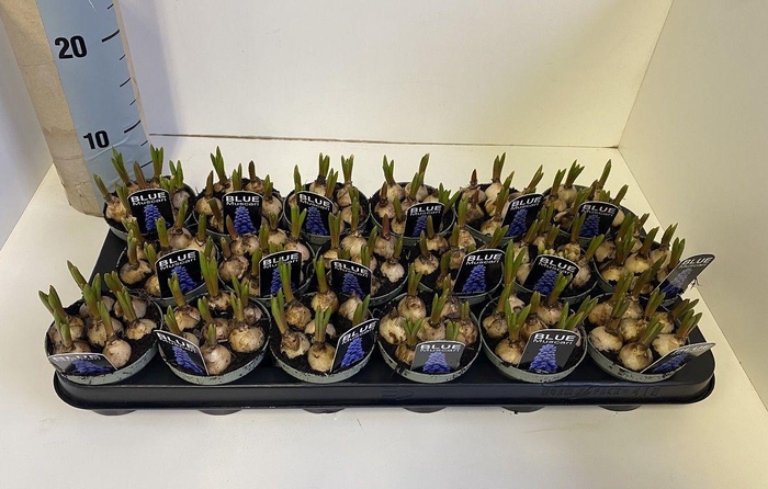 <h4>Muscari blauw in olijf groene pot</h4>