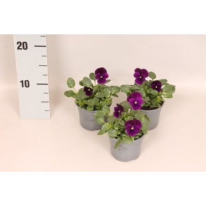 Viola cornuta F1 Purple