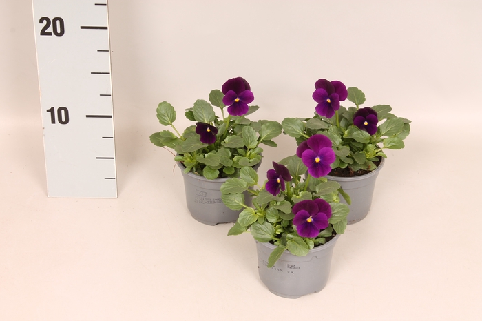 Viola cornuta F1 Purple/Violet