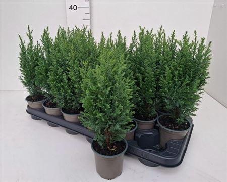 <h4>Cham L Ellwoodii</h4>