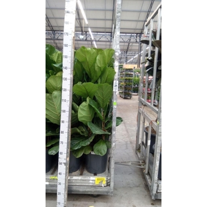 Ficus lyrata