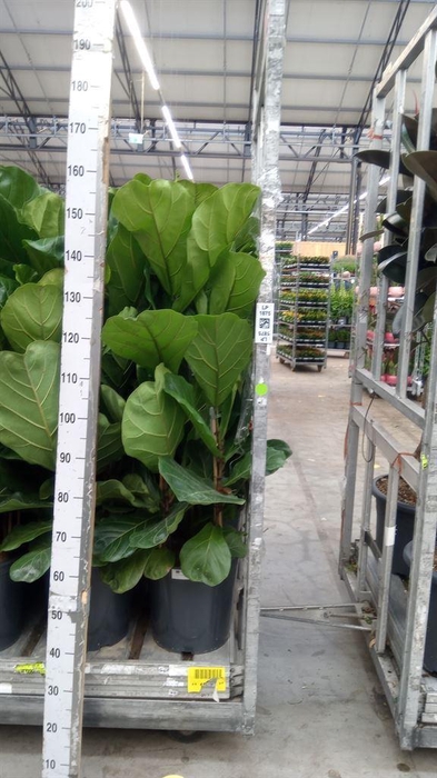 <h4>Ficus lyrata</h4>