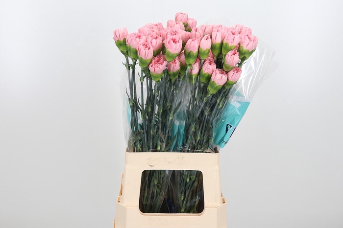 <h4>Di St Aisha</h4>