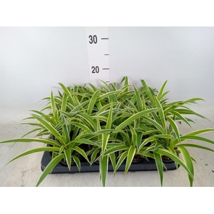 Chlorophytum com. 'Ocean'