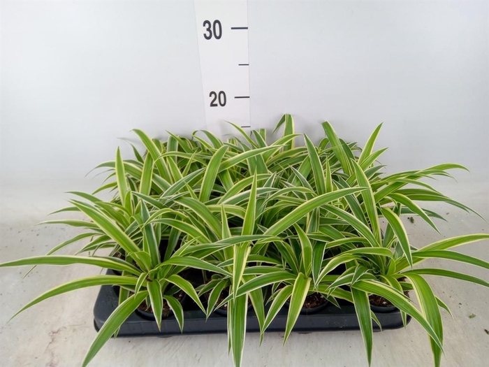 <h4>Chlorophytum com. 'Ocean'</h4>