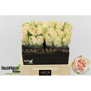 R GR WEDDING ROSE