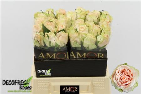 R GR WEDDING ROSE