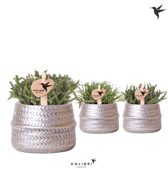 <h4>Kolibri Greens Rhipsalis mix in Groove pot silver</h4>