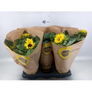 Helianthus an. 'Sunsation'