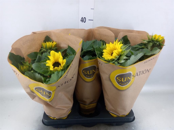 <h4>Helianthus an. 'Sunsation'</h4>