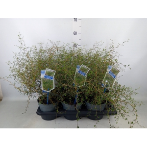 Styphnolobium japon. 'Little Baby'