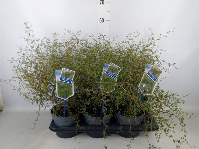 <h4>Styphnolobium japon. 'Little Baby'</h4>