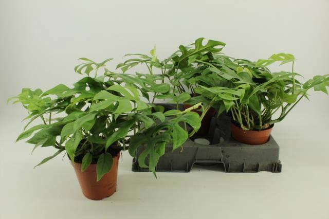 <h4>MONSTERA OV</h4>