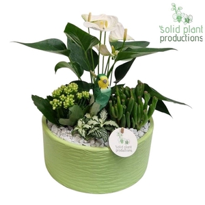 AT004 Stella Light Green
