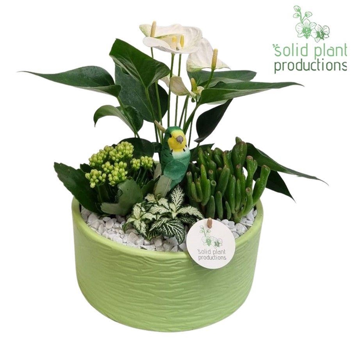 <h4>AT004 Stella Light Green</h4>