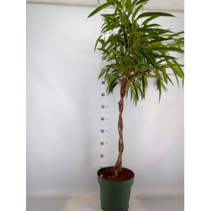 Ficus binn. 'Alii'