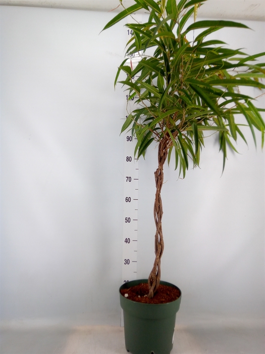 <h4>Ficus binn. 'Alii'</h4>