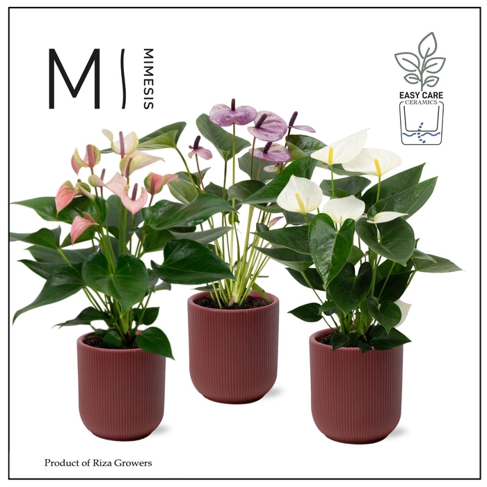 <h4>Mimesis Anthurium KARMA Soft Mix - Atlanta Burgundy</h4>