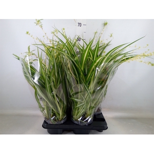 Chlorophytum com. 'Variegatum'