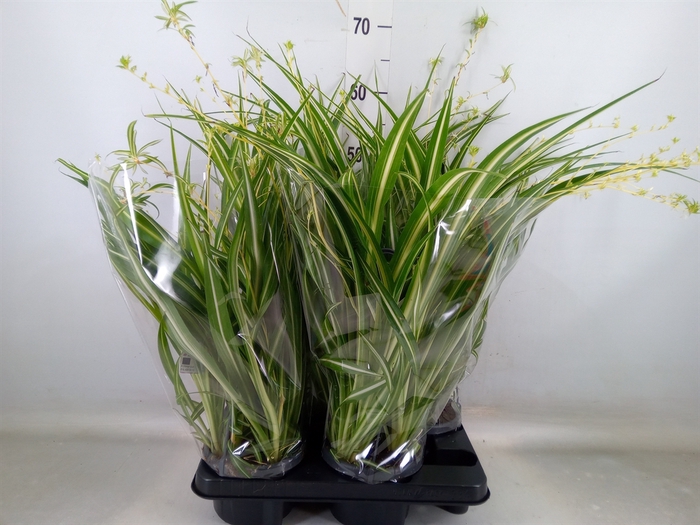 <h4>Chlorophytum com. 'Variegatum'</h4>