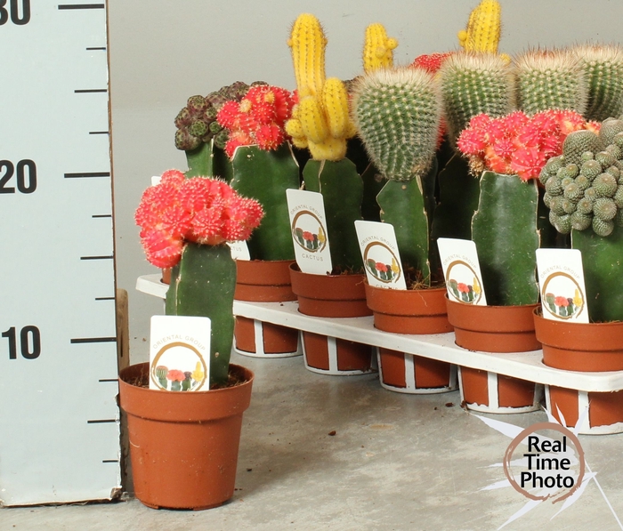 <h4>CACTUS GEM</h4>
