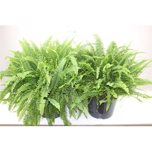 Nephrolepis Ex Green Lady