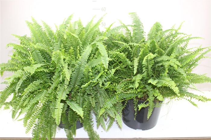 <h4>Nephrolepis Ex Green Lady</h4>