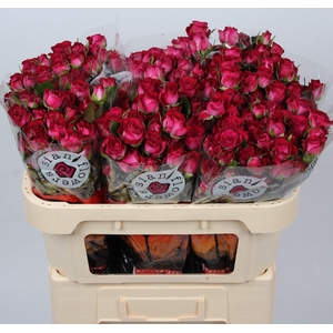 R TR CHERRY BLOSSOMS